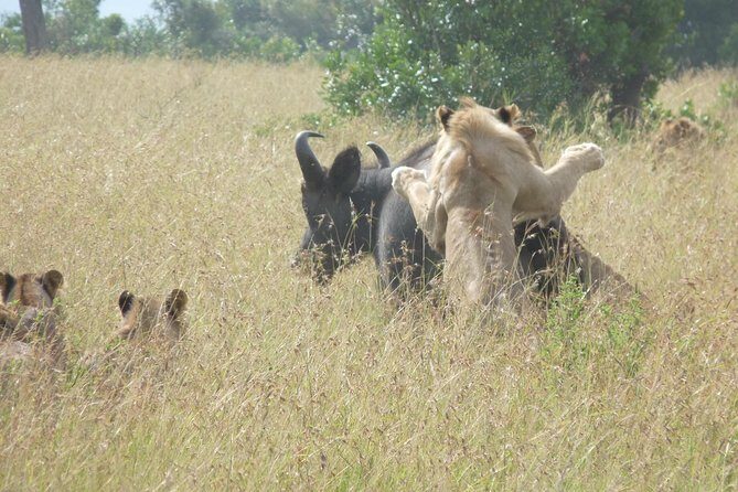4-Day Masai Mara Big Five Safari - FAQs