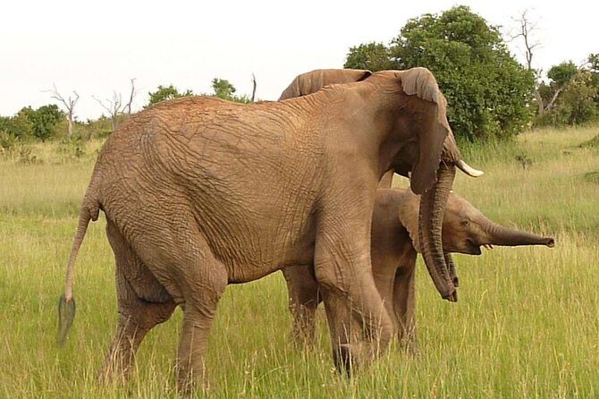 4-Day Masai Mara Big Five Safari - Final Thoughts