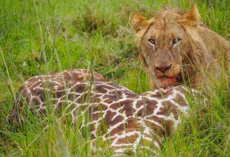 4-Day Masai Mara Lake Nakuru Budget - Introduction: What to Expect from this Kenya Safari
