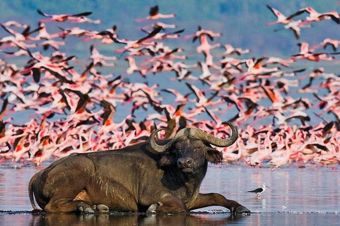 4 Day Masai Mara & Lake Nakuru Group Joining Camping Safari - Daily Departures - Final Thoughts: Is This Safari Worth It?