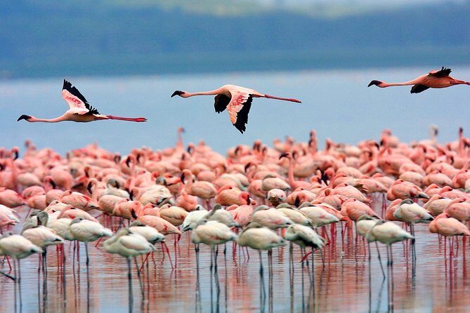 4 Day Masai Mara & Lake Nakuru Group Joining Camping Safari - Daily Departures - FAQ