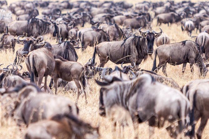 4-Day Masai Mara - Luxury Private safari (JEEP) - What Could Be Better?