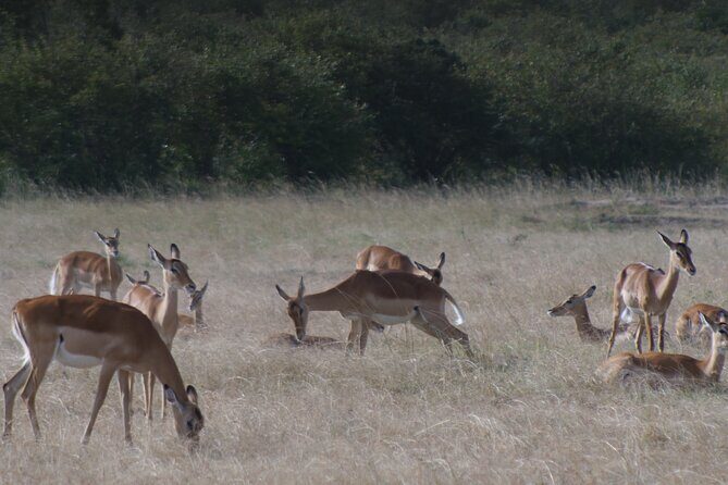 4-Day Masai Mara - Luxury Private safari (JEEP) - FAQs