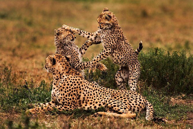 4 Day Mid-range Serengeti Safari - Introduction: Your 4-Day Tanzanian Wildlife Adventure