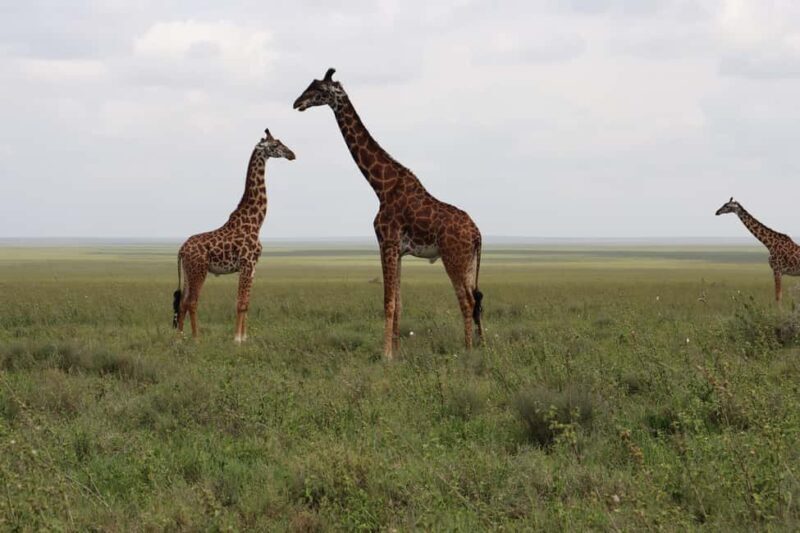 4-Day Migration Calving Season Safari (December - March) - Key Points