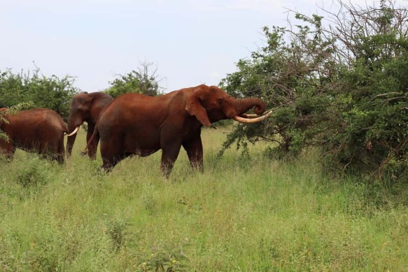 4-Day Migration Calving Season Safari (December - March) - The Itinerary in Detail