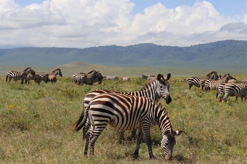 4-Day Migration Calving Season Safari (December - March) - Authentic Experiences and Guide Insights