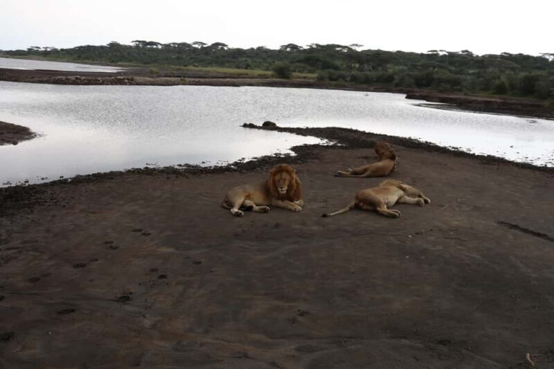 4-Day Migration Calving Season Safari (December - March) - The Sum Up