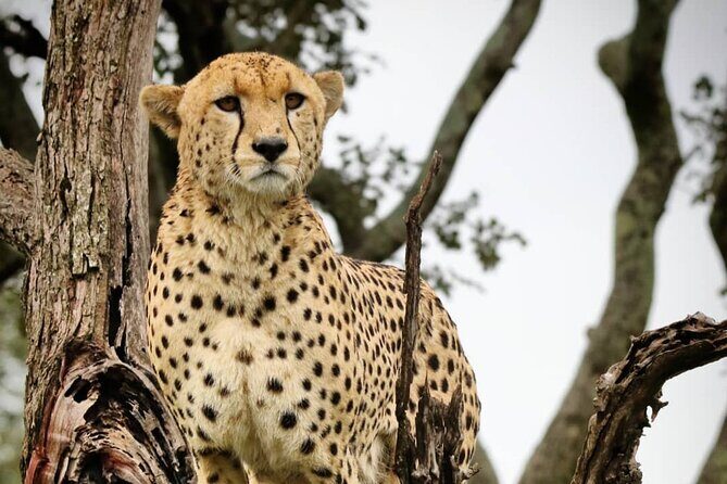 4-Day Northern Tanzania Camping Tour Safari - FAQ