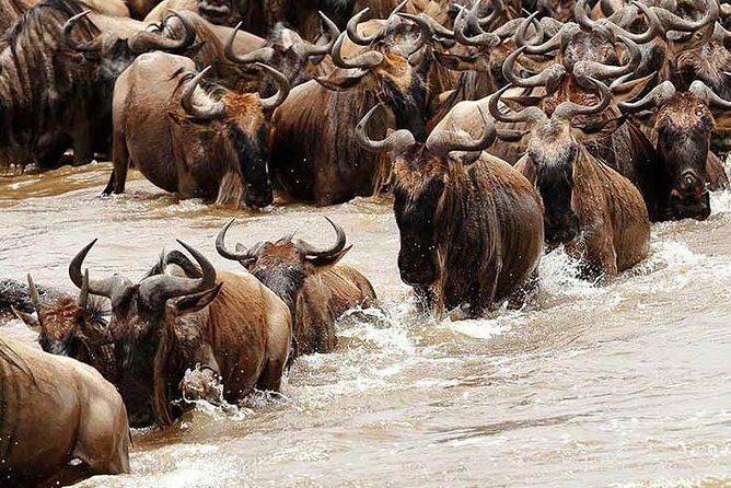 4 Day Private Camping Safari in Serengeti,Ngorongoro and Tarangire National Park - The Sum Up: Who Is This Safari For?