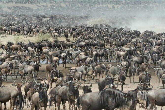 4 Day Private Camping Safari in Serengeti,Ngorongoro and Tarangire National Park - FAQ