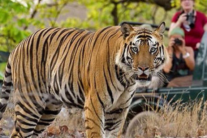 4-Day Private Delhi, Agra & Jaipur with Ranthambore Tiger Safari - An Authentic and Well-Organized Journey Through India’s Top Destinations