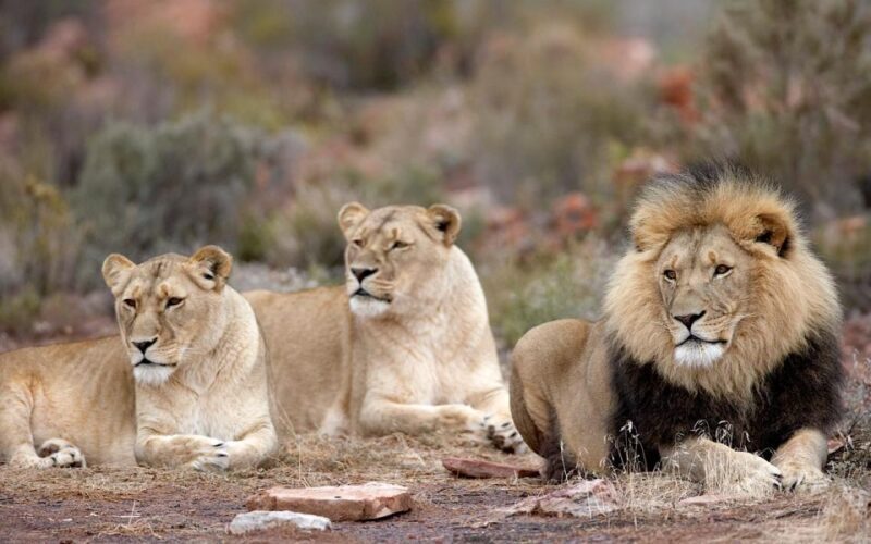 4-Day Private Highlights Tour & Overnight Big5 Aquila Safari - An In-Depth Look at the 4-Day Itinerary