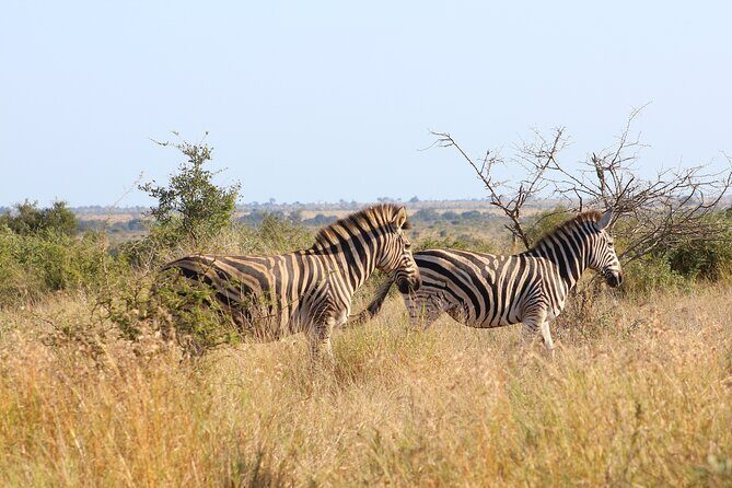 4 day Private Kruger Under Canvas Safari - Practical Tips for Travelers