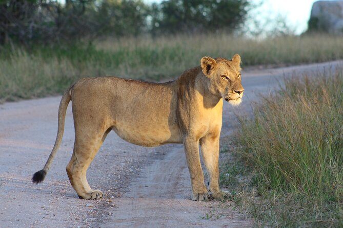 4 day Private Kruger Under Canvas Safari - Who Will Love This Tour?