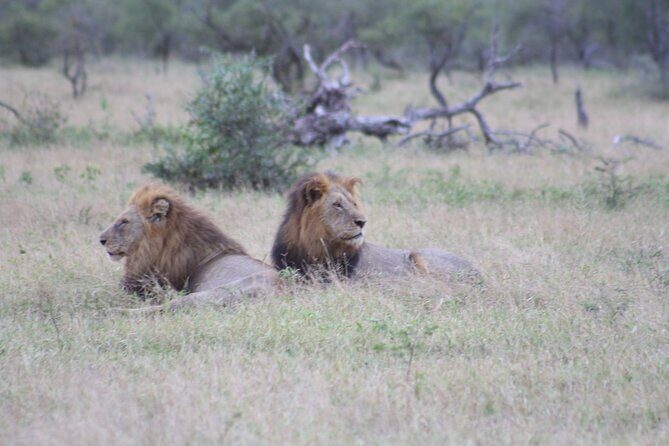 4 day Private Kruger Under Canvas Safari - Final Thoughts