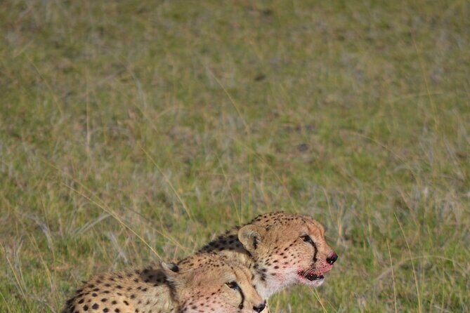 4 Day Private Lake Naivasha and Maasai Mara Safari Adventure - Practical Details and Value