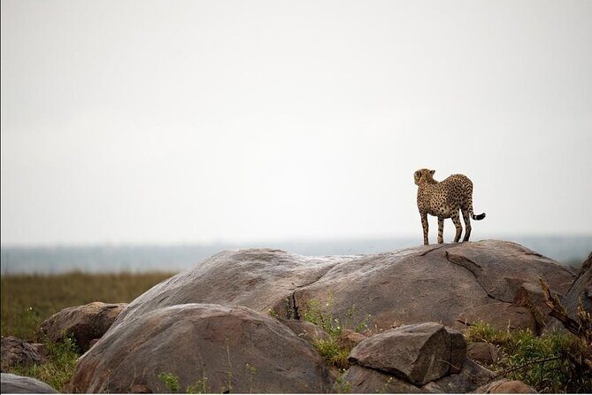 4-Day Private Lake Natron and Serengeti Wildlife Safari - The Experience: A Deep Dive into the Itinerary