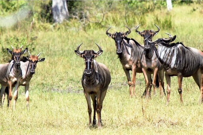 4-Day Private Lake Natron and Serengeti Wildlife Safari - Practical Considerations