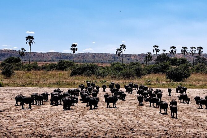 4-Day Private Lake Natron and Serengeti Wildlife Safari - Final Word