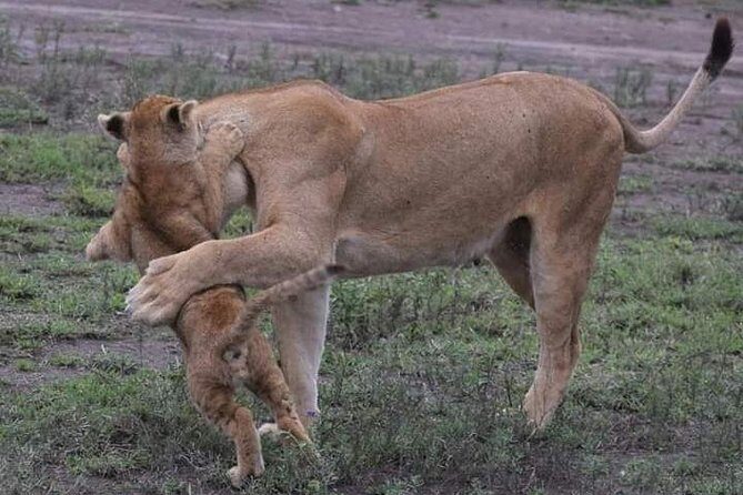 4-Day Private Lodge Safari Tanzania - What’s It Really Like? A Deep Dive into the 4-Day Safari