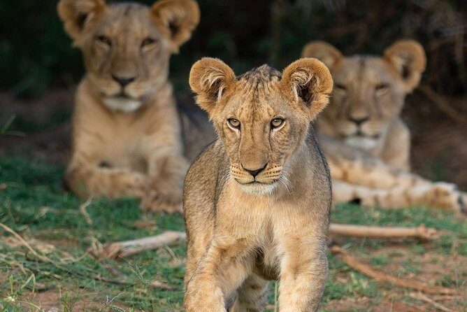 4-Day Private Lodge Safari Tanzania - The Bottom Line