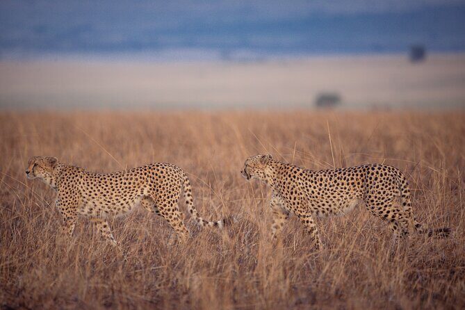 4-Day Private Masai Mara Kenya Safari Tour - An Authentic 4-Day Journey into Kenya’s Iconic Maasai Mara