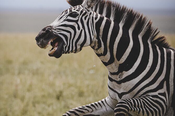 4-Day Private Masai Mara Kenya Safari Tour - FAQ