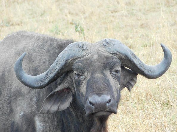 4 Day Private Masai Mara National Reserve & Lake Nakuru National Park Safari - What the Tour Includes and What to Consider