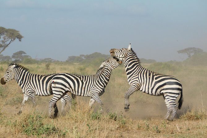 4 Day Private Masai Mara National Reserve & Lake Nakuru National Park Safari - FAQ