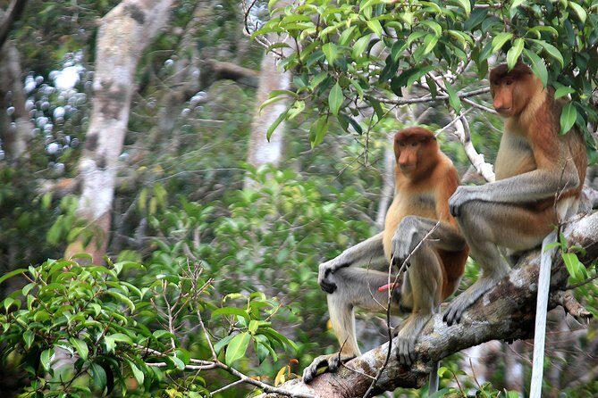 4-Day Private Orangutan and Bornean Primates Tour from Pangkalanbuun - FAQ
