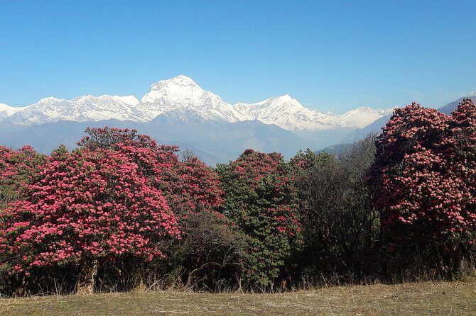 4-Day Private Poon Hill Trekking Tour - A Practical Look at the 4-Day Private Poon Hill Trekking Tour in Nepal