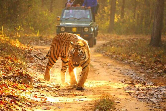 4-Day Private Ranthambhore Tiger Tour Including Delhi, Agra and Jaipur - Exploring the Itinerary in Detail