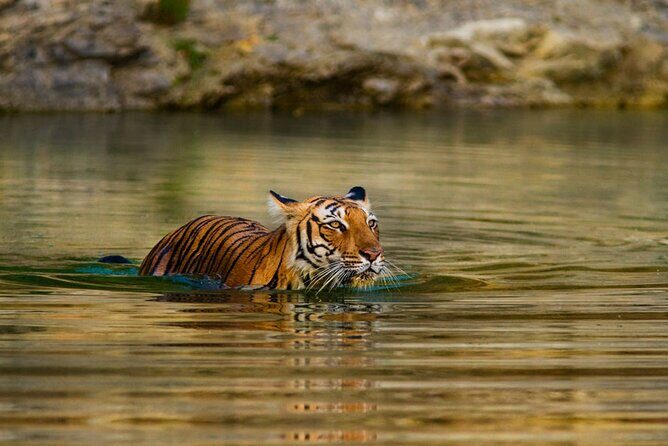 4-Day Private Ranthambhore Tiger Tour Including Delhi, Agra and Jaipur - Who Should Consider This Tour?