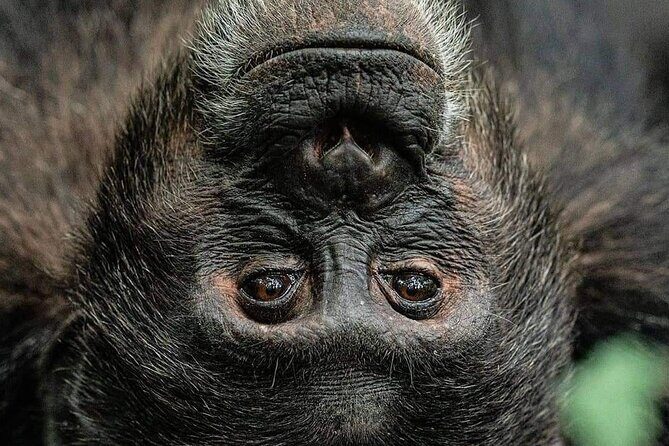 4-Day Private Tour in Bwindi Forest National Park - FAQs
