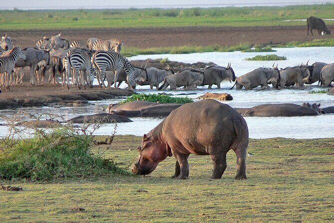 4 Day Private Tour Throughout Tarangire, Serengeti and Ngorongoro - Key Points