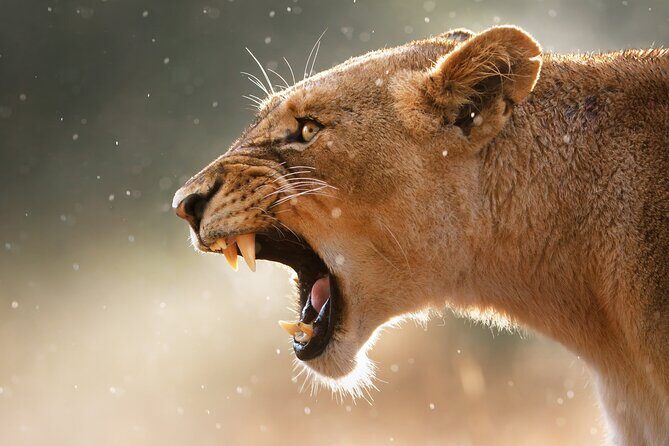 4 Day Private Wilderness Safari in Arusha - Exploring the Itinerary in Detail