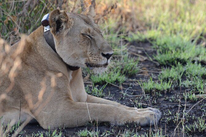 4-Day QENP, Gorillas in Bwindi and Lake Bunyonyi relaxation - Starting Point: Kampala and the First Leg to Queen Elizabeth National Park