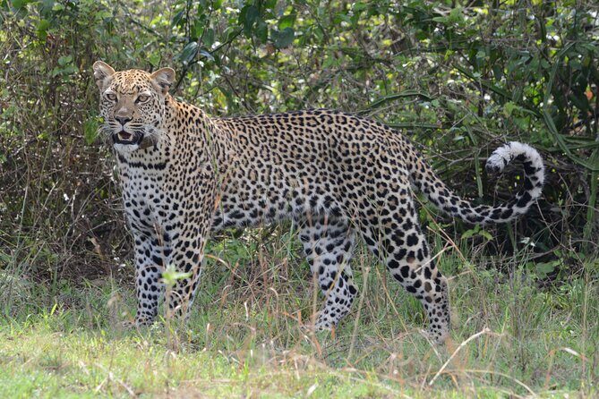 4-Day QENP, Gorillas in Bwindi and Lake Bunyonyi relaxation - Day 4: Return Journey and Final Safari Moments