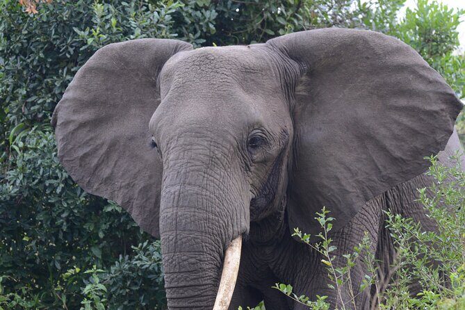 4-Day QENP, Gorillas in Bwindi and Lake Bunyonyi relaxation - Practicalities and Considerations