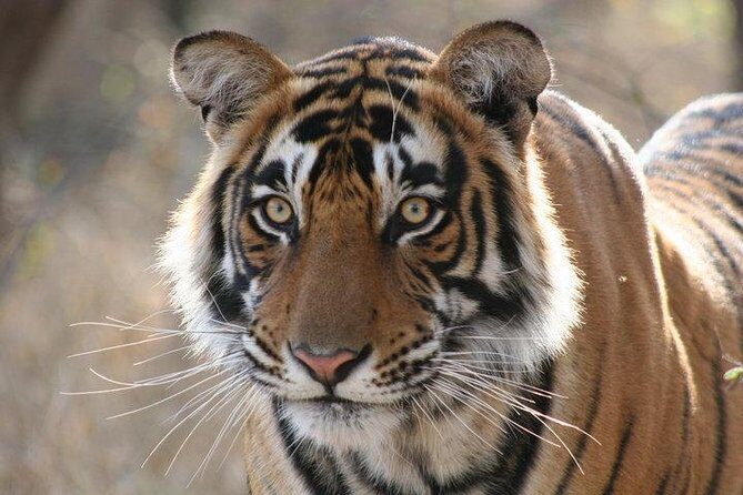 4-Day Ranthambore Tiger Safari Tour to Agra and Jaipur from Delhi - A Practical Breakdown of the Itinerary