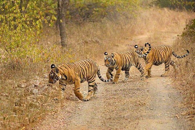 4-Day Ranthambore Tiger Safari Tour to Agra and Jaipur from Delhi - The Sum Up