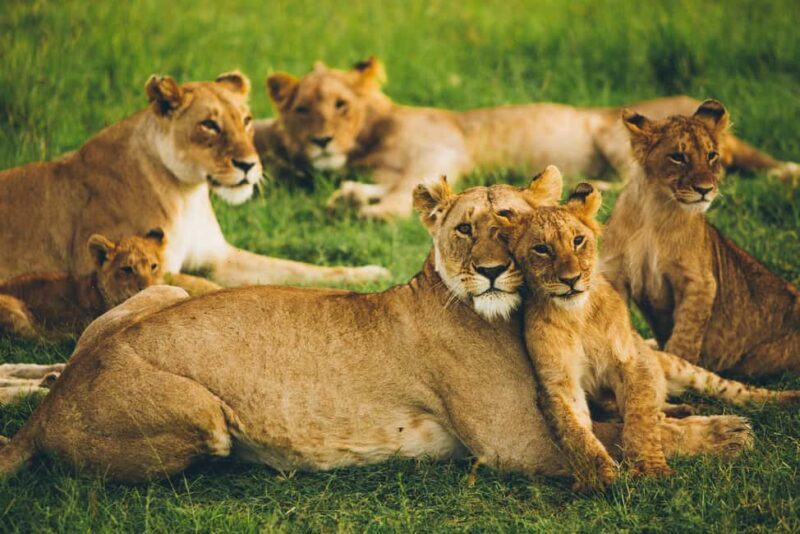 4-Day Safari Experience Discover the Wild - Day 3: The Majestic Ngorongoro Crater