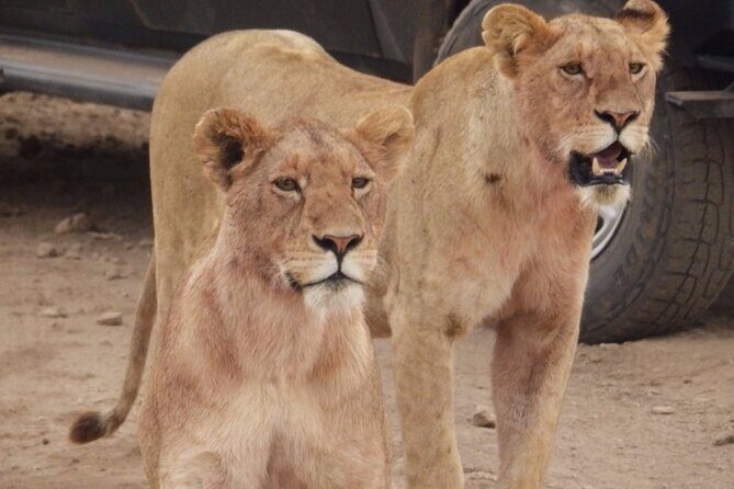 4-Day Safari from Arusha: Tarangire, Serengeti and Ngorongoro - Price and Value Analysis