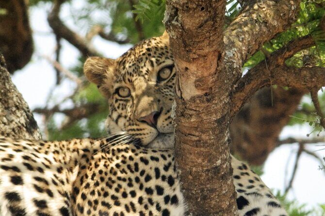 4-Day Safari from Arusha: Tarangire, Serengeti and Ngorongoro - Practical Tips for Travelers