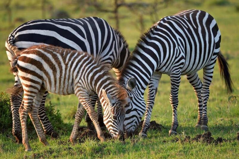 4 day safari in Masaai Mara and Lake Nakuru National Park - Key Points