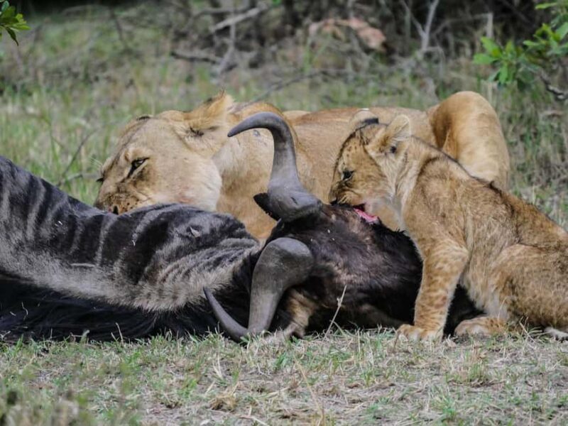 4 day safari in Masaai Mara and Lake Nakuru National Park - Exploring the Itinerary in Detail