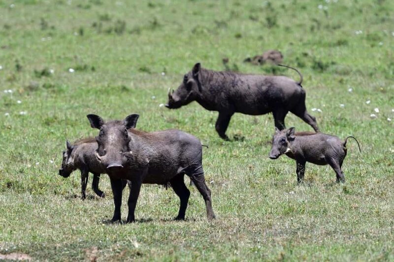 4 day safari in Masaai Mara and Lake Nakuru National Park - Accommodation and Meals
