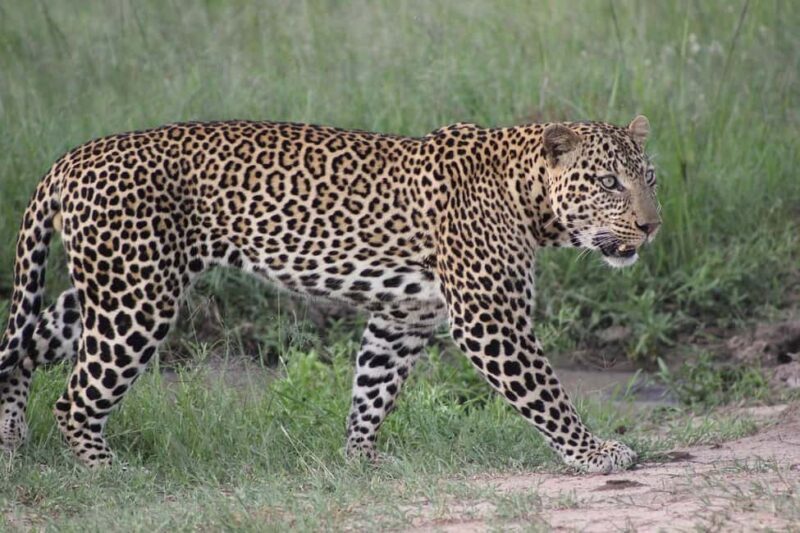 4 day safari in Masaai Mara and Lake Nakuru National Park - Final Thoughts: Is This Safari for You?