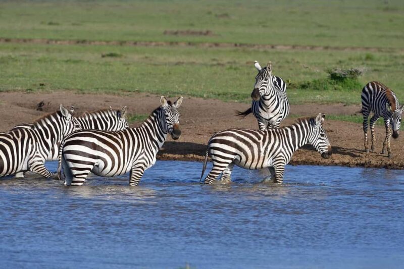 4 day safari in Masaai Mara and Lake Nakuru National Park - FAQs